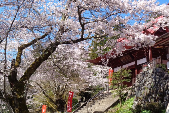 春を迎えると、桜が仁王門を包む美しい光景が見られます