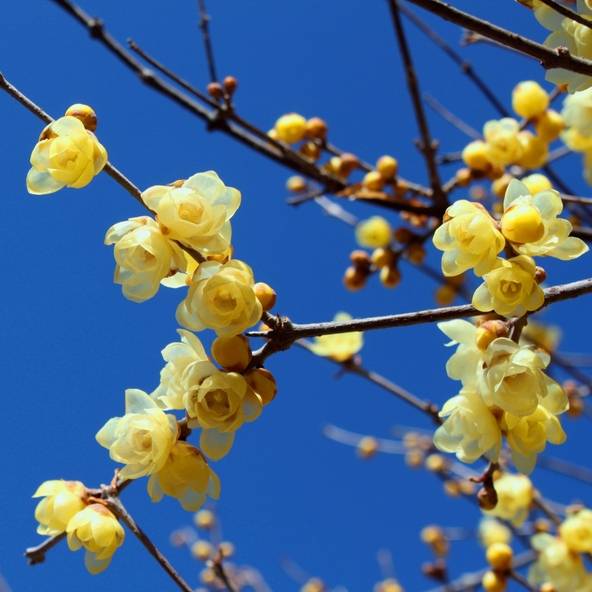 素心（そしん）のほか、和臘梅、満月といった品種が咲き誇ります