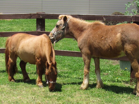 境内で飼育されているご神馬のポニーたちに子供も大喜び！