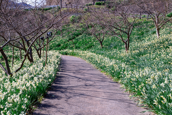 佐久間ダム北側の「をくづれ水仙郷」では推定約6,000万球もの水仙を栽培（画像提供：ino masa / PIXTA）