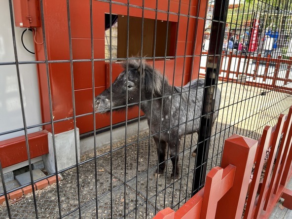 御神馬「明（あかり）ちゃん」