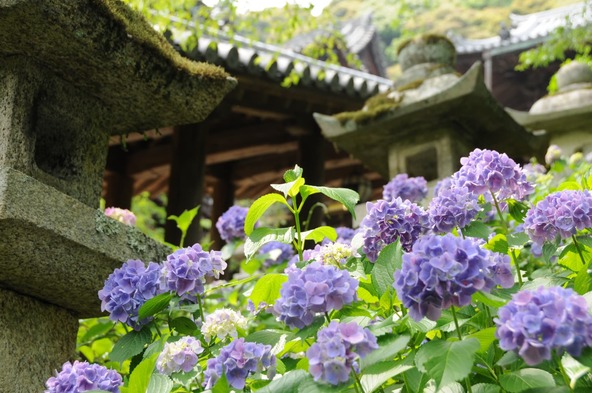長谷寺のアジサイは例年6月上旬～7月上旬に見頃を迎えます