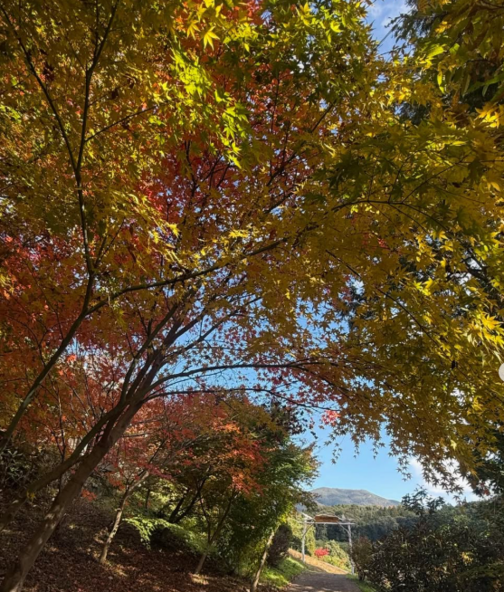 野の実の紅葉