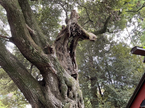 幹の一部が馬の頭のような形に！