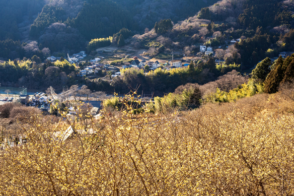 日本最大級のロウバイ園（画像提供：Enao-kagari / PIXTA）