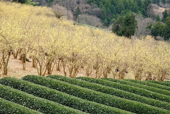 園内がにぎわうおまつりも開催！（画像提供：fk727 / PIXTA）