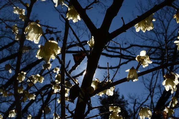 2種類のロウバイの共演が楽しめます（画像提供：天晴小號 / PIXTA）