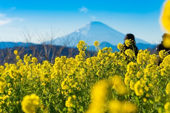 新春の吾妻山公園で、黄色い菜の花と富士山の絶景を楽しみましょう！