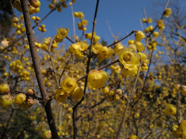 鎌倉らしい古い木造建築とロウバイの共演（画像提供：miurakaigan / PIXTA）