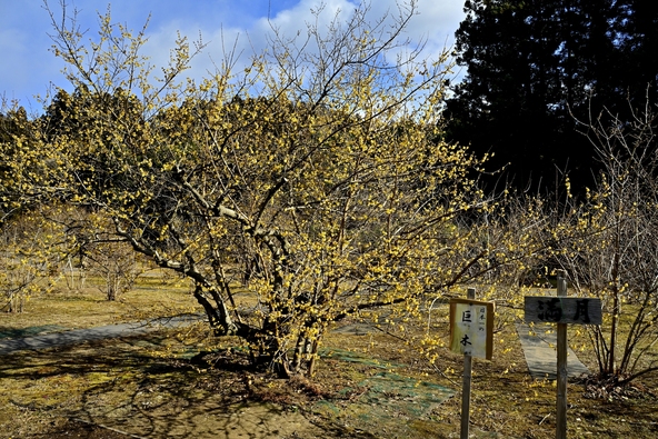 日本最多・6品種のロウバイが見られます（画像提供：はすまん / PIXTA）