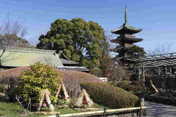 旧寛永寺五重塔と「藁（わら）ぼっち」に包まれた冬ぼたん