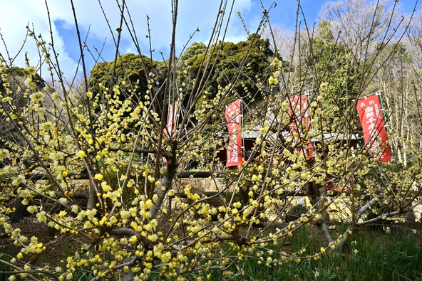 清水寺に咲き誇るロウバイ（画像提供：はすまん / PIXTA）