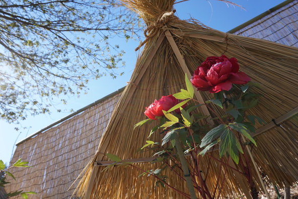 雪や霜から守るため、「藁ぼっち」が被せられています