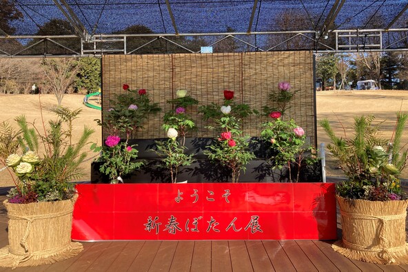 ひな壇飾りで牡丹を間近に観賞できるフォトスポット