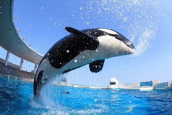 海の王者・シャチや、イルカ、ベルーガのショーが人気の「鴨川シーワールド」