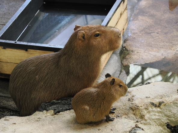 「草津熱帯圏」一番人気のカピバラ