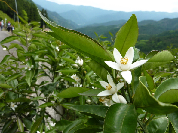 すだちの花