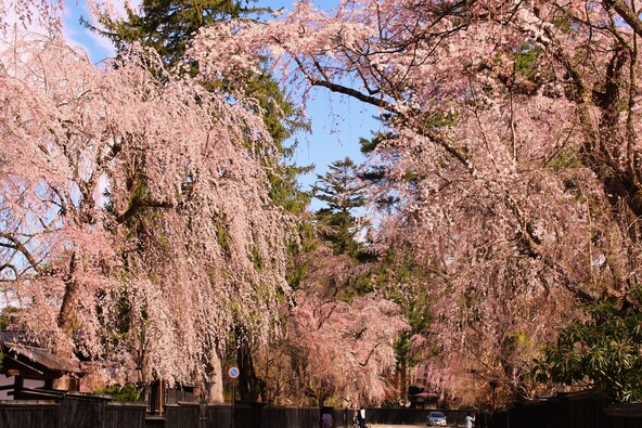 降り注ぐシダレザクラ