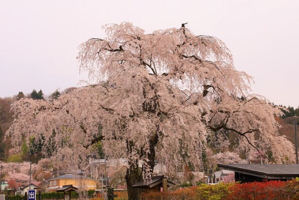 角館のシダレザクラ 天然記念物79番木