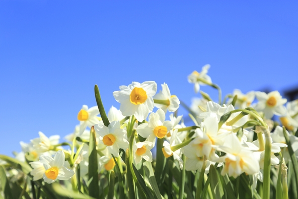 「越前水仙の里公園」に咲く日本水仙（画像提供：akiko / PIXTA）