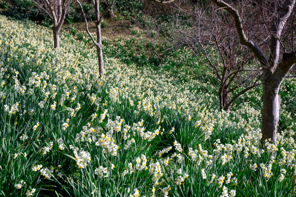 見頃の時期の「をくずれ水仙郷」（画像提供：ino masa / PIXTA）