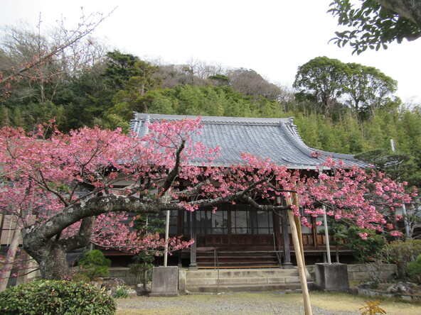 2026年1月7日の様子：万福寺