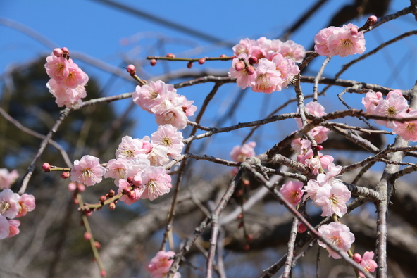 「長瀞山 不動寺」の枝垂れ梅（画像提供：長瀞町観光協会）