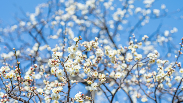 「埼玉県花と緑の振興センター」の白梅（画像提供：K@zuTa / PIXTA）