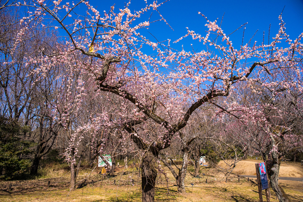 「国営武蔵丘陵森林公園」のしだれ梅、過去の開花時の様子（画像提供：tenjou / PIXTA）