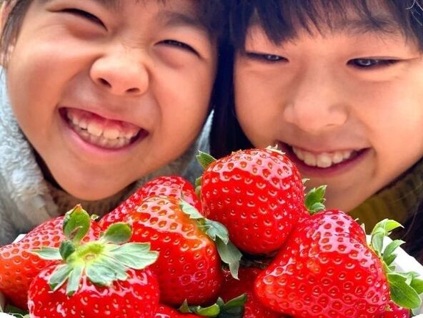 山武市のいちごを味わい尽くそう！