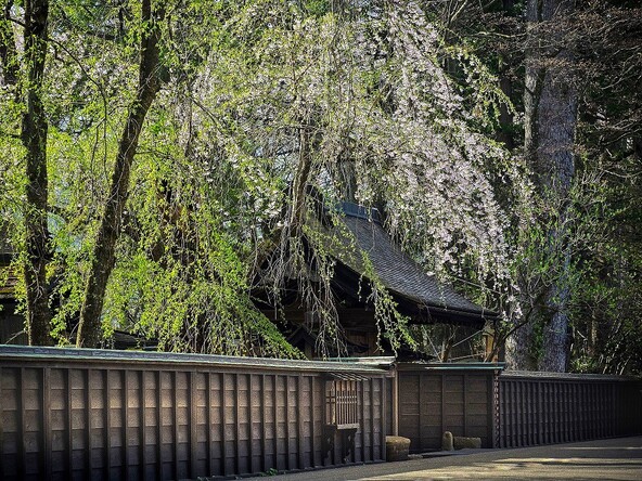 武家屋敷とシダレザクラ