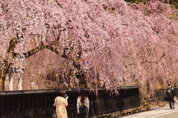 黒板塀に降り注ぐシダレザクラ