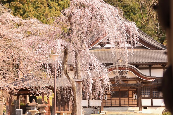 天寧寺のシダレザクラ