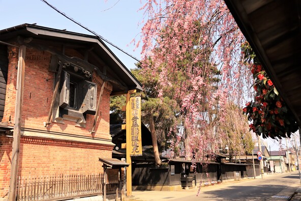 安藤醸造のレンガ蔵とシダレザクラ