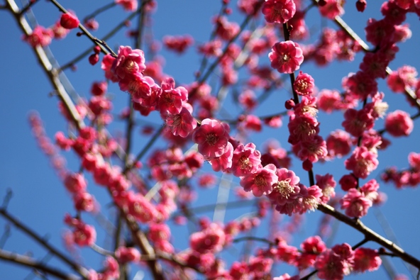 青空に映える紅梅（画像提供：おひさま / PIXTA）