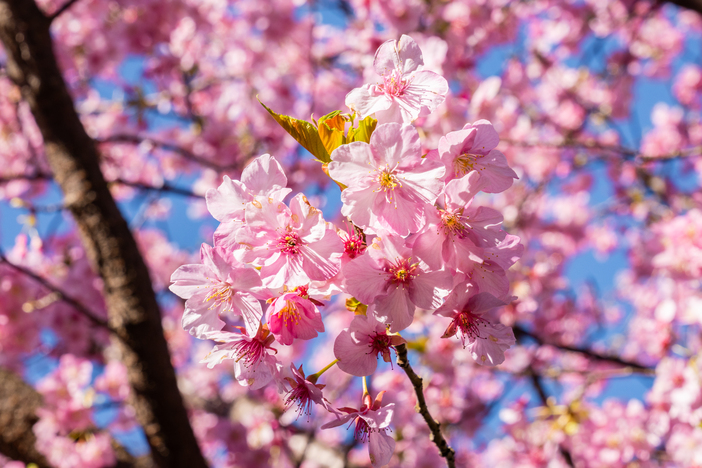 ACAO FOREST -桜咲くピンクフェスタ- | 日本一の早咲き桜が見頃に