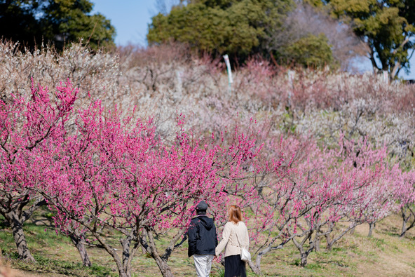 「佐布里池」周辺には、佐布里梅など、25種類の梅が植えられています（画像提供：本ちゃん/PIXTA）