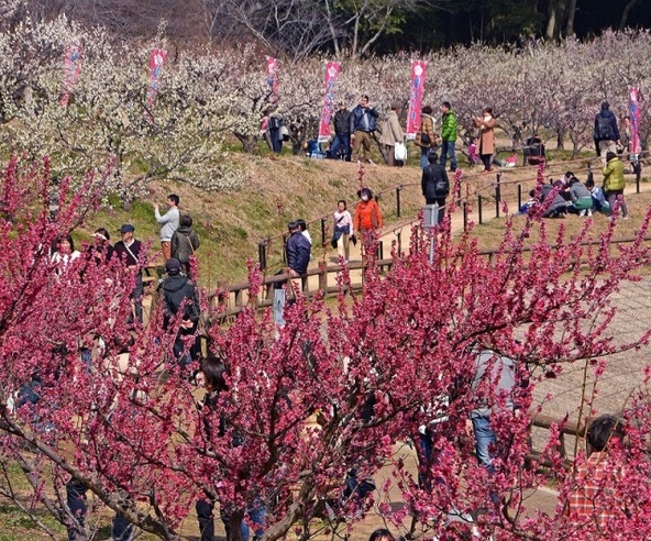 「佐布里池梅まつり」過去開催時の様子