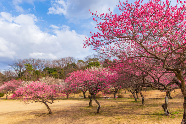 「大高緑地」満開の梅（画像提供：daysgoby_JPN/PIXTA）