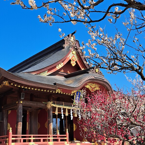 境内「社殿前」に咲く梅の花