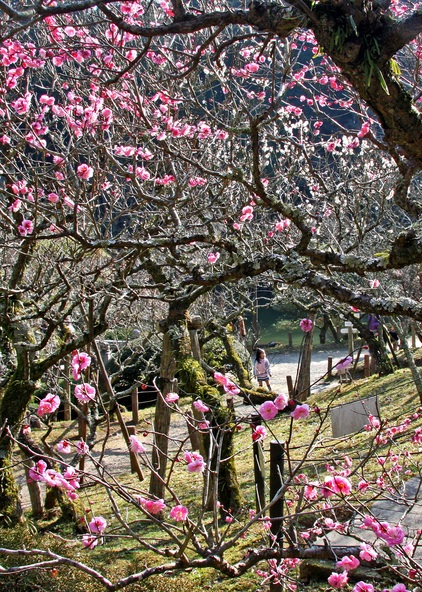 画像提供：成田市観光協会