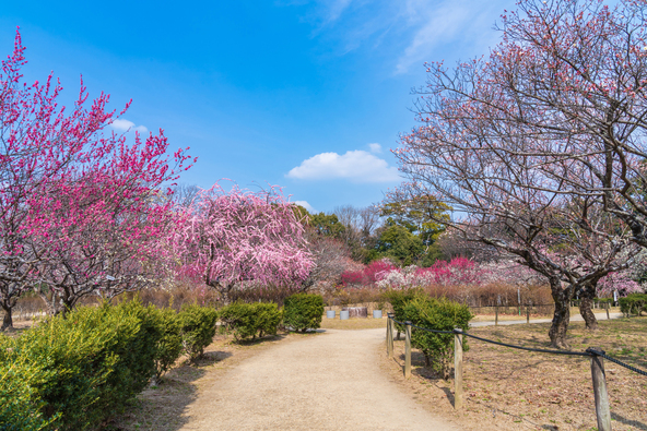 約1カ月間の長期間にわたり、梅の花が見られます（画像提供：daysgoby_JPN / PIXTA）