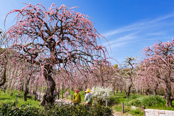  しだれ梅園、満開の様子（画像提供：daysgoby_JPN / PIXTA）