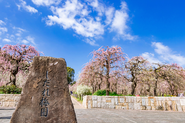 しだれ梅を見ながら散策を楽しんでみては？