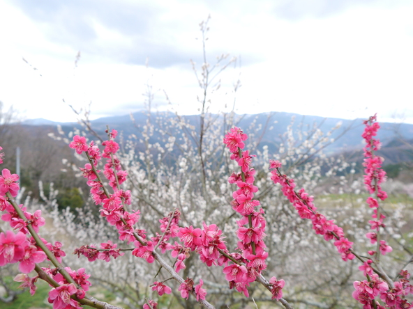 早春を告げる華やかな梅の花（画像提供：旅ニケーション/PIXTA）