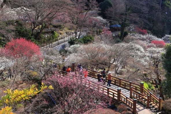 初川にかけられた橋（梅園五橋）は隠れた梅の名所