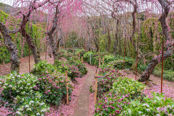 梅の木の下には、クリスマスローズが植えられており、梅とのコラボレーションも楽しめます（画像提供：knight315 / PIXTA）