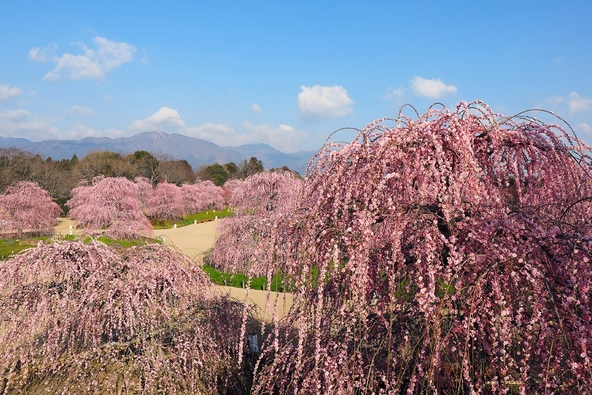 開花期間のみ一般開放される庭園