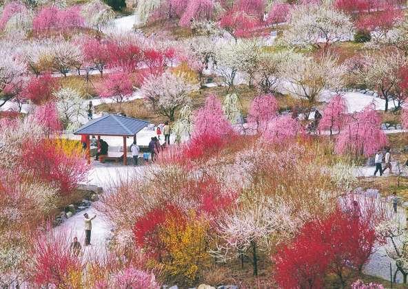 見晴台から見下ろす梅の花はまさに絶景（写真提供：三重県観光連盟「出典元： www.kankomie.or.jp」）