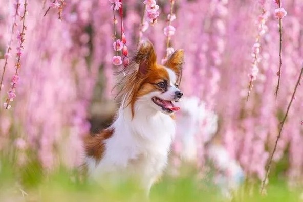 愛犬と一緒に梅の花の下で記念撮影ができます